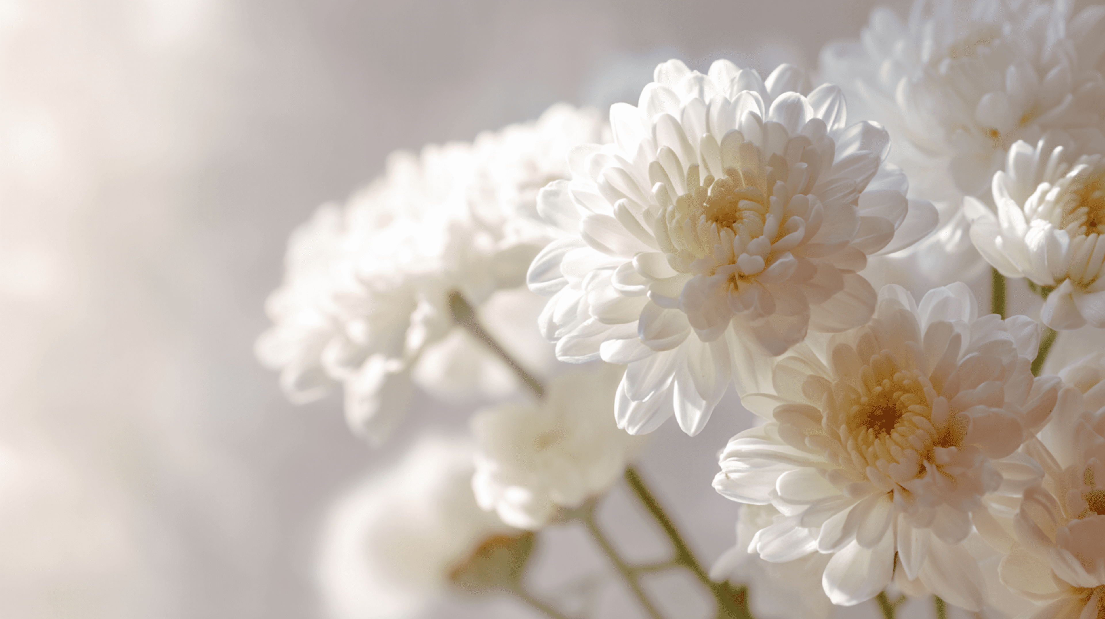 새고창장례식장 메인 배너