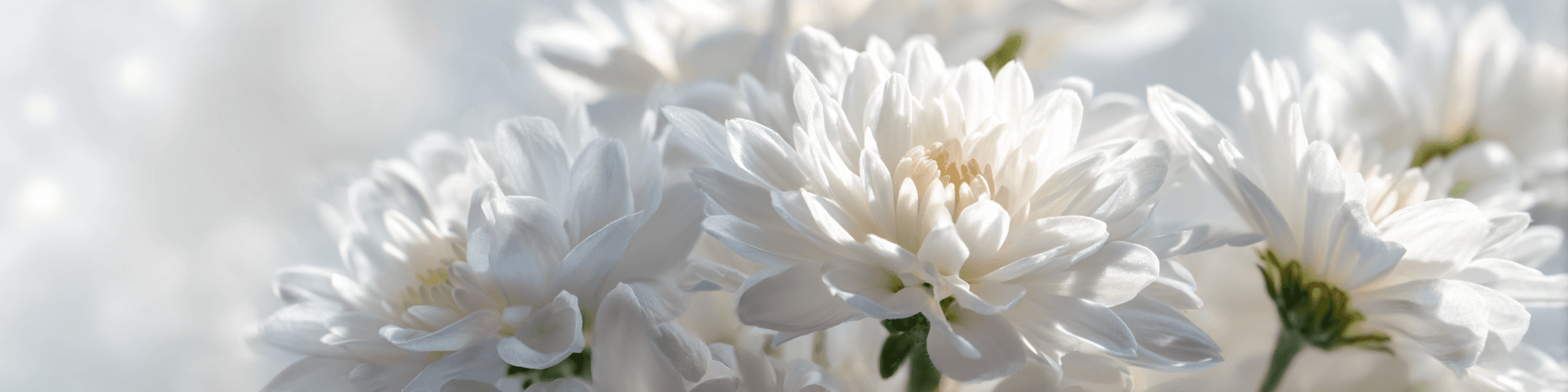 새고창장례식장 페이지 헤더 배경